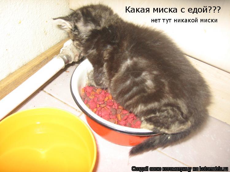 Какая миска с едой??? нет тут никакой миски... Котоматрица: Какая миска с едой??? нет тут никакой миски