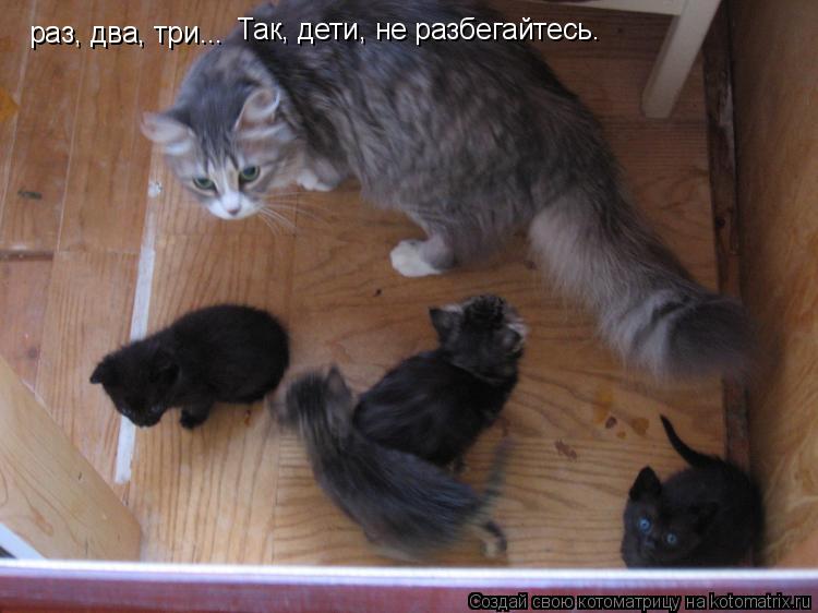 раз, два, три... Так, дети, не разбегайтесь.... Котоматрица: раз, два, три... Так, дети, не разбегайтесь.
