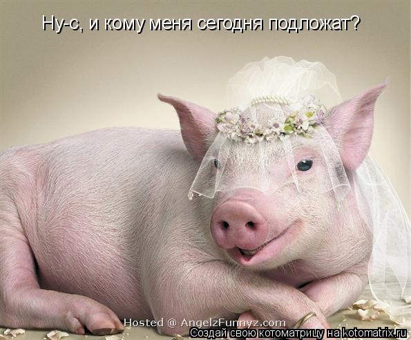 Ну-с, и кому меня сегодня подложат?... Котоматрица: Ну-с, и кому меня сегодня подложат?