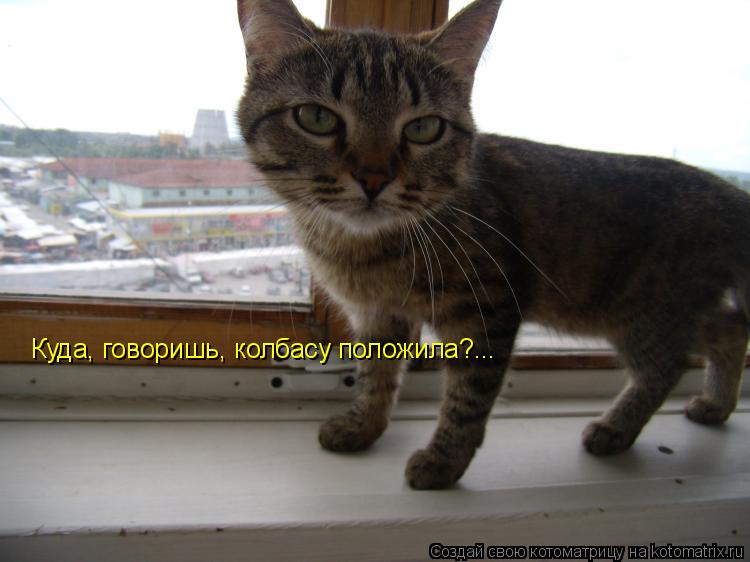 Куда, говоришь, колбасу положила?...... Котоматрица: Куда, говоришь, колбасу положила?...