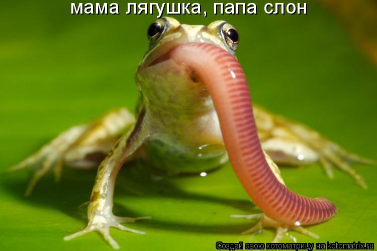 мама лягушка, папа слон... Котоматрица: мама лягушка, папа слон