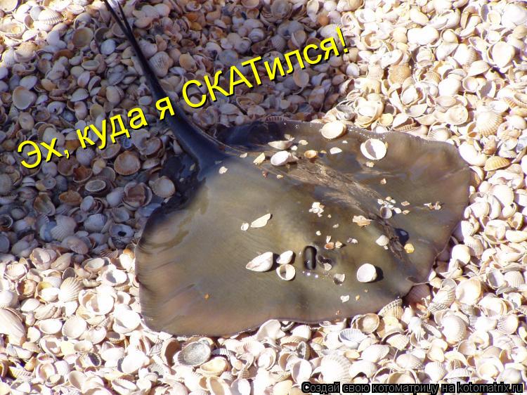 Котоматрица: Эх, куда я СКАТился!