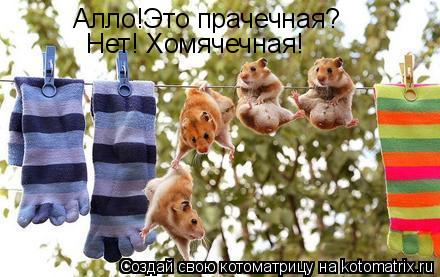 Алло!Это прачечная? Нет! Хомячечная!... Котоматрица: Алло!Это прачечная? Нет! Хомячечная!