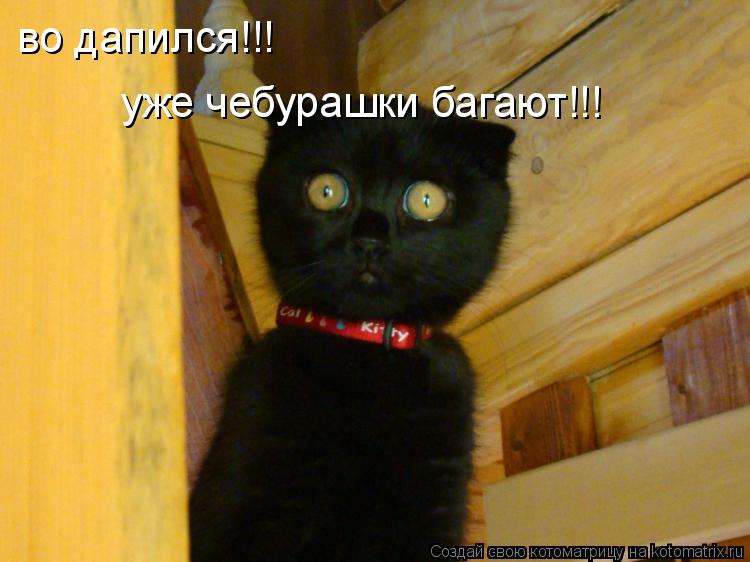 во дапился!!! уже чебурашки багают!!!... Котоматрица: во дапился!!! уже чебурашки багают!!!