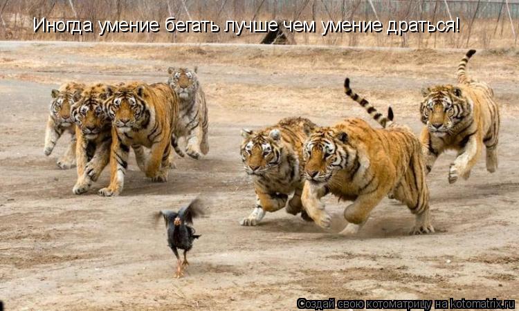 Иногда умение бегать лучше чем умение драться!... Котоматрица: Иногда умение бегать лучше чем умение драться!