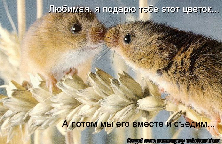 Любимая, я подарю тебе этот цветок... А потом мы его вместе и съедим...... Котоматрица: Любимая, я подарю тебе этот цветок... А потом мы его вместе и съедим...