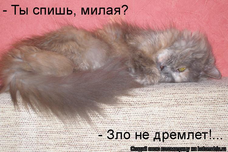 - Зло не дремлет!... - Ты спишь, милая?... Котоматрица: - Зло не дремлет!... - Ты спишь, милая?
