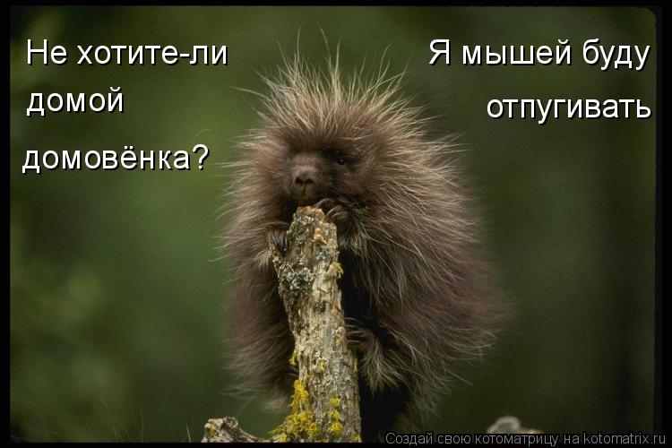 Не хотите-ли домой домовёнка? отпугивать Я мышей буду... Котоматрица: Не хотите-ли домой домовёнка? отпугивать Я мышей буду