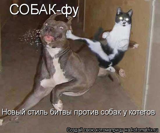 СОБАК-фу Новый стиль битвы против собак у котегов... Котоматрица: СОБАК-фу Новый стиль битвы против собак у котегов