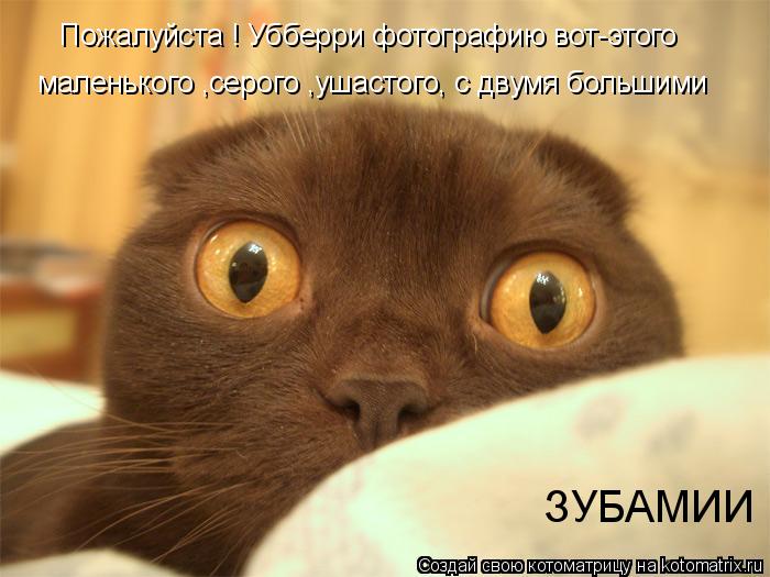 Пожалуйста ! Убберри фотографию вот-этого маленького ,серого ,ушастого, с двумя большими ЗУБАМИИ... Котоматрица: Пожалуйста ! Убберри фотографию вот-этого маленького ,серого ,ушастого, с двумя большими ЗУБАМИИ