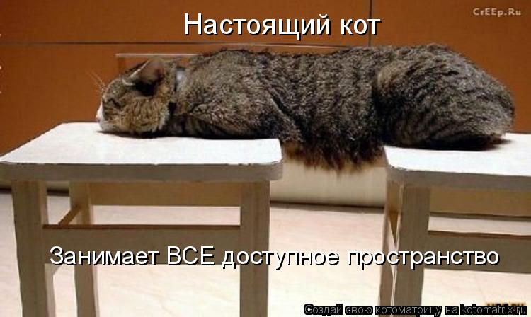 Настоящий кот Занимает ВСЕ доступное пространство... Котоматрица: Настоящий кот Занимает ВСЕ доступное пространство
