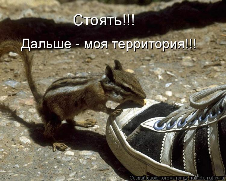 Стоять!!! Дальше - моя территория!!!... Котоматрица: Стоять!!! Дальше - моя территория!!!