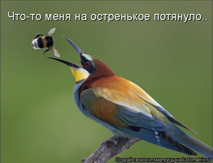 Что-то меня на остренькое потянуло..... Котоматрица: Что-то меня на остренькое потянуло..