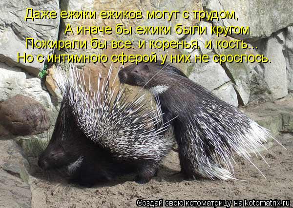 Даже ежики ежиков могут с трудом, А иначе бы ежики были кругом. Пожирали бы все: и коренья, и кость..... Котоматрица: Даже ежики ежиков могут с трудом, А иначе бы ежики были кругом. Пожирали бы все: и коренья, и кость... Но с интимною сферой у них не срослось.