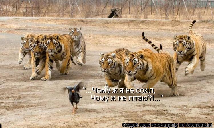 "...Чому ж я не сокiл, Чому ж не лiтаю?!..."... Котоматрица: "...Чому ж я не сокiл, Чому ж не лiтаю?!..."