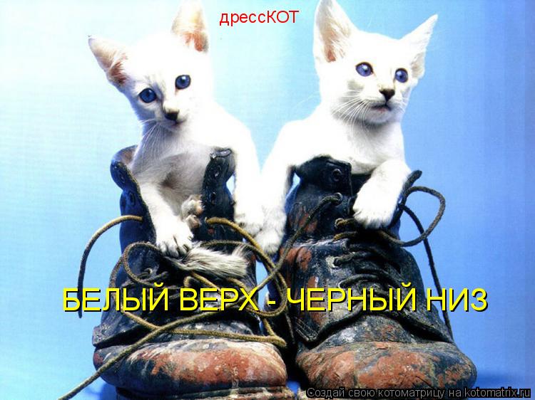 дрессКОТ БЕЛЫЙ ВЕРХ - ЧЕРНЫЙ НИЗ... Котоматрица: дрессКОТ БЕЛЫЙ ВЕРХ - ЧЕРНЫЙ НИЗ