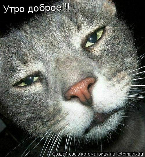Утро доброе!!!... Котоматрица: Утро доброе!!!