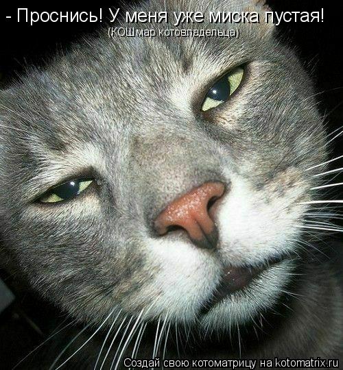 - Проснись! У меня уже миска пустая! (КОШмар котовладельца)... Котоматрица: - Проснись! У меня уже миска пустая! (КОШмар котовладельца)