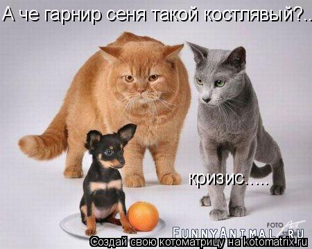 А че гарнир сеня такой костлявый?.... кризис........ Котоматрица: А че гарнир сеня такой костлявый?.... кризис.....