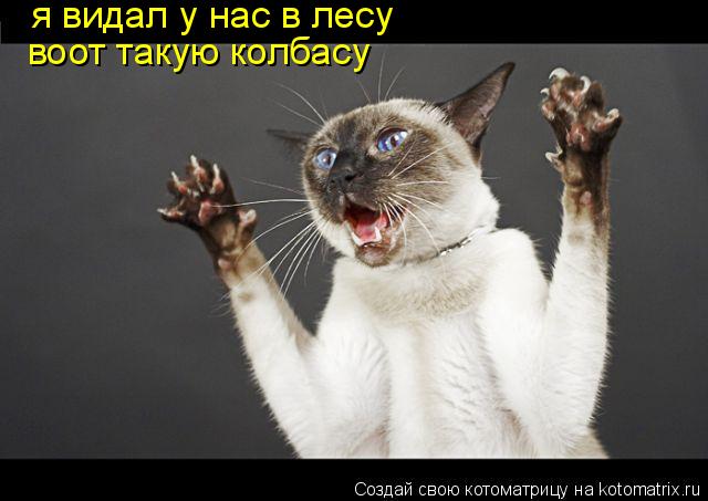 я видал у нас в лесу воот такую колбасу... Котоматрица: я видал у нас в лесу воот такую колбасу