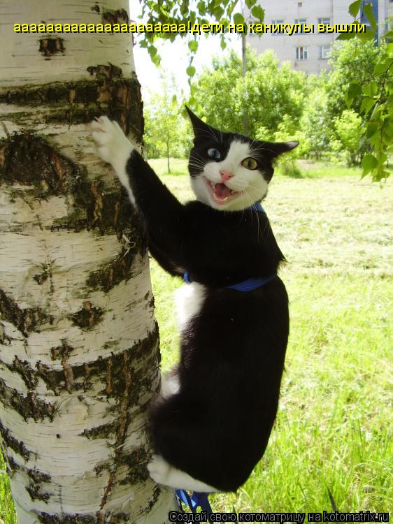 ааааааааааааааааааааа!дети на каникулы вышли... Котоматрица: ааааааааааааааааааааа!дети на каникулы вышли