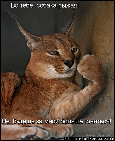 Во тебе, собака рыжая! Не будешь за мной больше гоняться!... Котоматрица: Во тебе, собака рыжая! Не будешь за мной больше гоняться!
