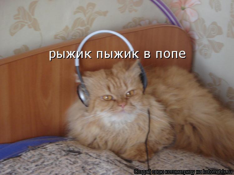 Котоматрица: рыжик пыжик в попе