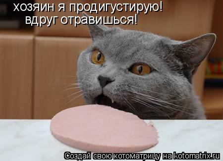 Котоматрица: хозяин я продигустирую!  вдруг отравишься!