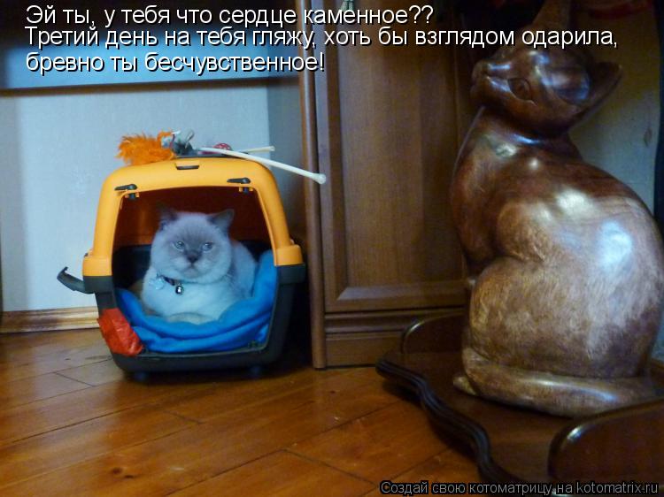 Эй ты, у тебя что сердце каменное?? Третий день на тебя гляжу, хоть бы взглядом одарила, бревно ты б... Котоматрица: Эй ты, у тебя что сердце каменное?? Третий день на тебя гляжу, хоть бы взглядом одарила, бревно ты бесчувственное!