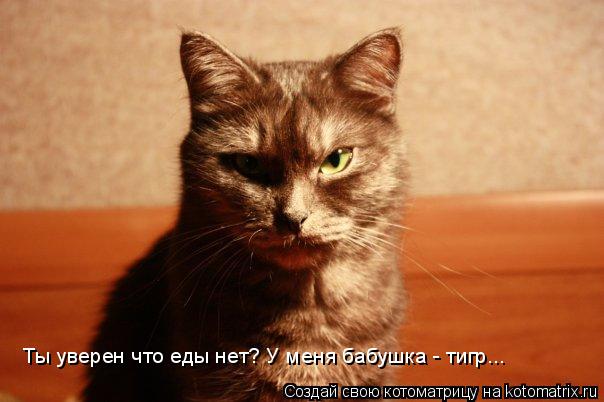 Ты уверен что еды нет? У меня бабушка - тигр...... Котоматрица: Ты уверен что еды нет? У меня бабушка - тигр...