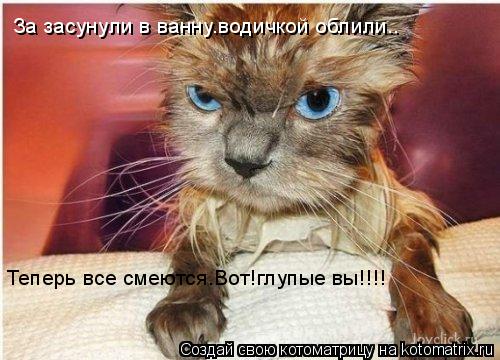 За засунули в ванну.водичкой облили.. Теперь все смеются.Вот!глупые вы!!!!... Котоматрица: За засунули в ванну.водичкой облили.. Теперь все смеются.Вот!глупые вы!!!!