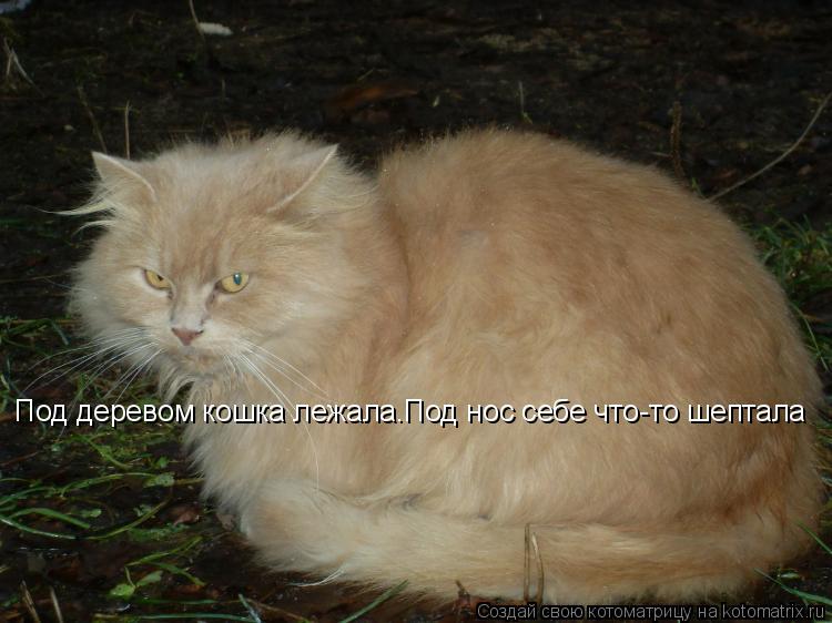 Под деревом кошка лежала.Под нос себе что-то шептала... Котоматрица: Под деревом кошка лежала.Под нос себе что-то шептала