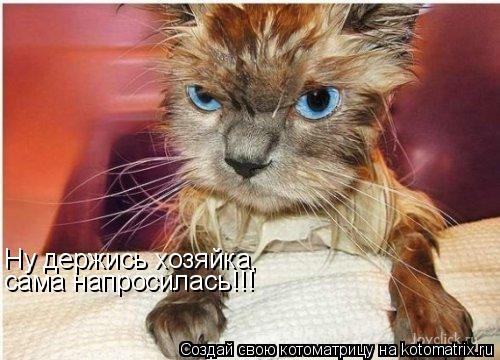 Ну держись хозяйка, сама напросилась!!!... Котоматрица: Ну держись хозяйка, сама напросилась!!!