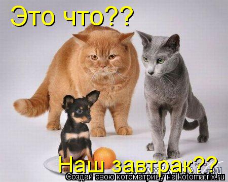 Это что?? Наш завтрак??... Котоматрица: Это что?? Наш завтрак??