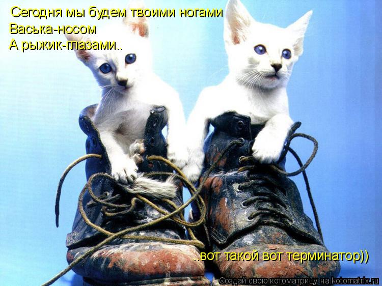 Сегодня мы будем твоими ногами Васька-носом А рыжик-глазами.. ..вот такой вот терминатор))... Котоматрица: Сегодня мы будем твоими ногами Васька-носом А рыжик-глазами.. ..вот такой вот терминатор))