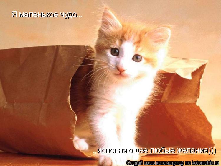 Я маленькое чудо... ..исполняющее любые желания)))... Котоматрица: Я маленькое чудо... ..исполняющее любые желания)))