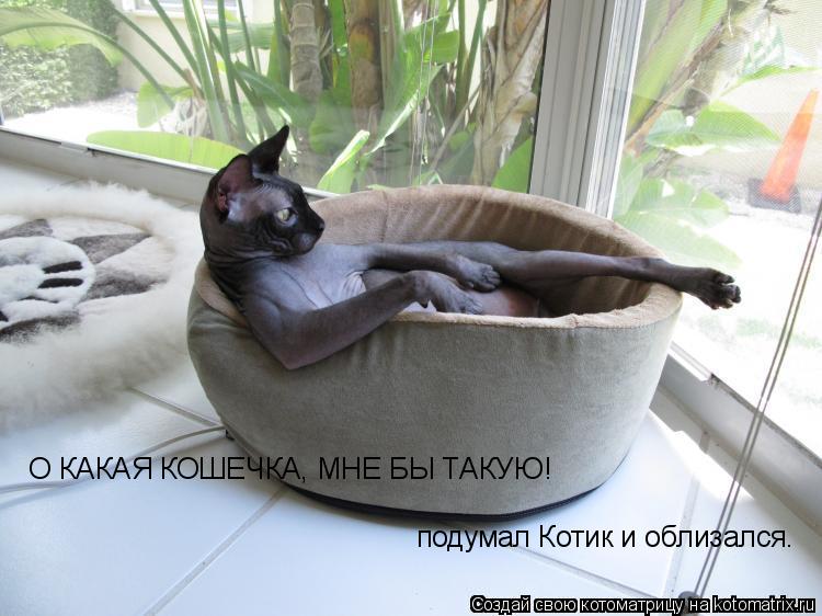 О КАКАЯ КОШЕЧКА, МНЕ БЫ ТАКУЮ! подумал Котик и облизался.... Котоматрица: О КАКАЯ КОШЕЧКА, МНЕ БЫ ТАКУЮ! подумал Котик и облизался.