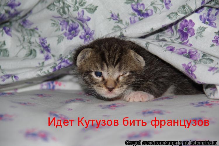 Идет Кутузов бить французов... Котоматрица: Идет Кутузов бить французов