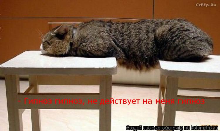 - Гипноз гипноз, не действует на меня гипноз... Котоматрица: - Гипноз гипноз, не действует на меня гипноз
