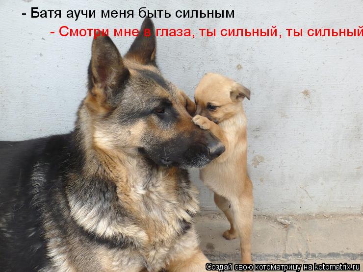 - Батя аучи меня быть сильным - Смотри мне в глаза, ты сильный, ты сильный... Котоматрица: - Батя аучи меня быть сильным - Смотри мне в глаза, ты сильный, ты сильный
