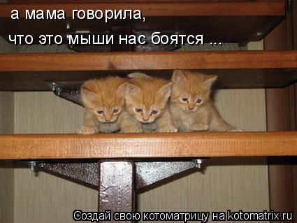а мама говорила, что это мыши нас боятся ...... Котоматрица: а мама говорила, что это мыши нас боятся ...