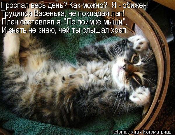 Проспал весь день? Как можно? Я - обижен! Трудился Васенька, не покладая лап! План составлял я. "По ... Котоматрица: Проспал весь день? Как можно? Я - обижен! Трудился Васенька, не покладая лап! План составлял я. "По поимке мыши", И знать не знаю, чей ты слышал