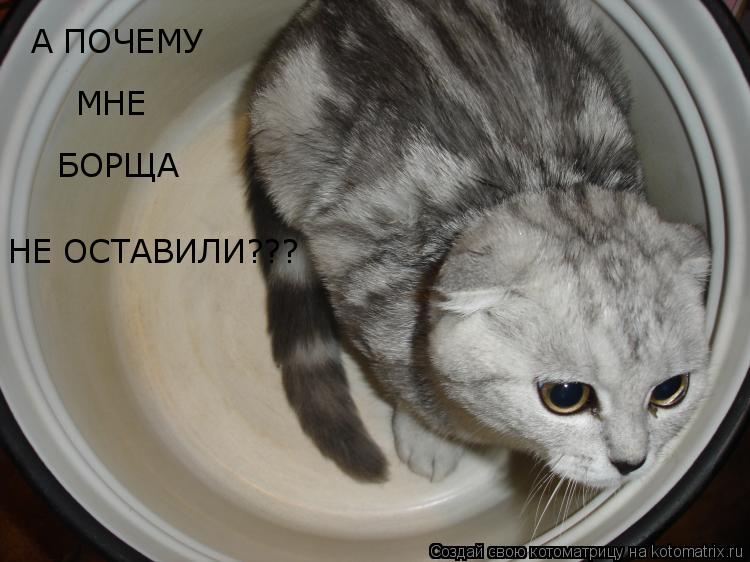 А ПОЧЕМУ МНЕ БОРЩА НЕ ОСТАВИЛИ???... Котоматрица: А ПОЧЕМУ МНЕ БОРЩА НЕ ОСТАВИЛИ???