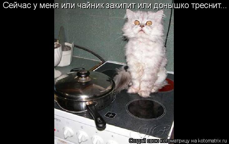 Сейчас у меня или чайник закипит или донышко треснит...... Котоматрица: Сейчас у меня или чайник закипит или донышко треснит...