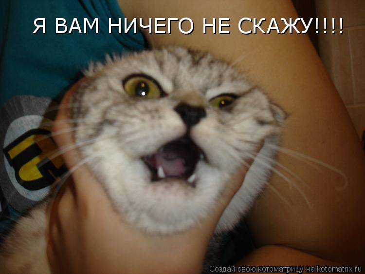 Я ВАМ НИЧЕГО НЕ СКАЖУ!!!!... Котоматрица: Я ВАМ НИЧЕГО НЕ СКАЖУ!!!!