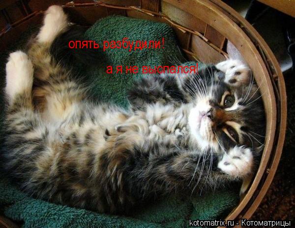 опять разбудили! а я не выспался!... Котоматрица: опять разбудили! а я не выспался!
