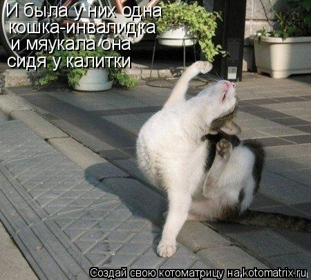 И была у них одна кошка-инвалидка и мяукала она сидя у калитки... Котоматрица: И была у них одна кошка-инвалидка и мяукала она сидя у калитки