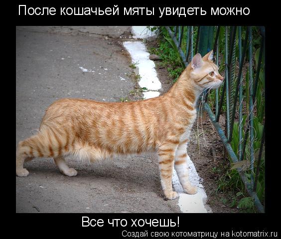 После кошачьей мяты увидеть можно Все что хочешь!... Котоматрица: После кошачьей мяты увидеть можно Все что хочешь!