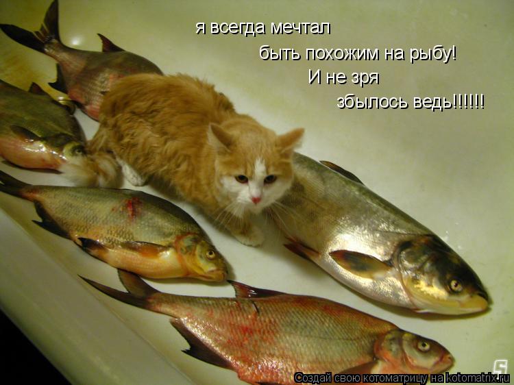 я всегда мечтал быть похожим на рыбу! И не зря збылось ведь!!!!!!... Котоматрица: я всегда мечтал быть похожим на рыбу! И не зря збылось ведь!!!!!!