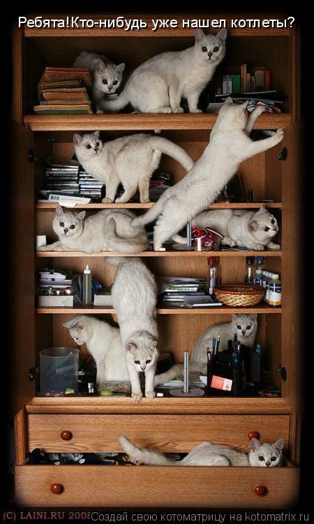 Ребята!Кто-нибудь уже нашел котлеты?... Котоматрица: Ребята!Кто-нибудь уже нашел котлеты?